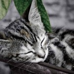 Sleep:  Safety Benefits of Sleep